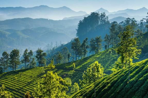 Green tea plantations